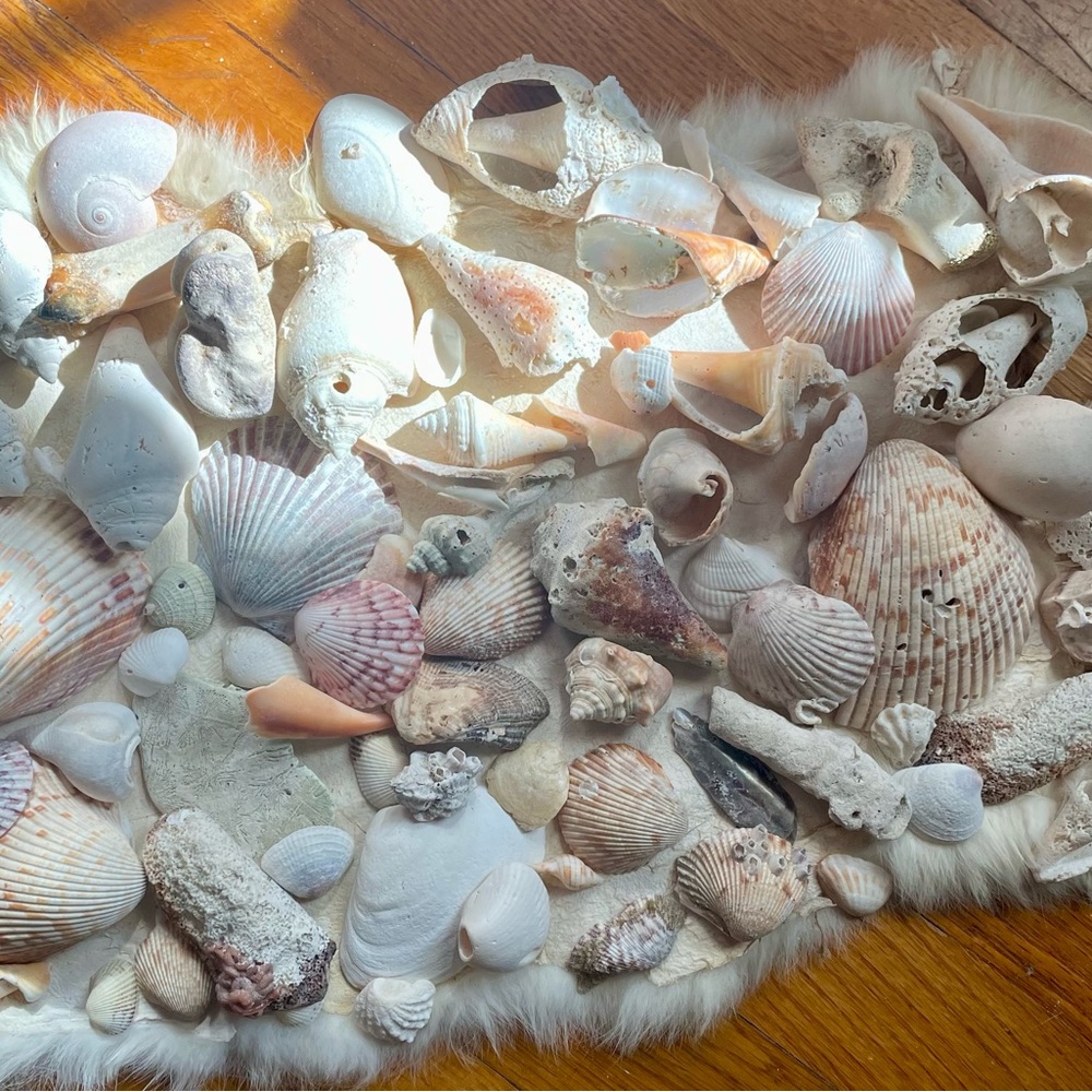 Genuine Seashells - Picture 3 of 3